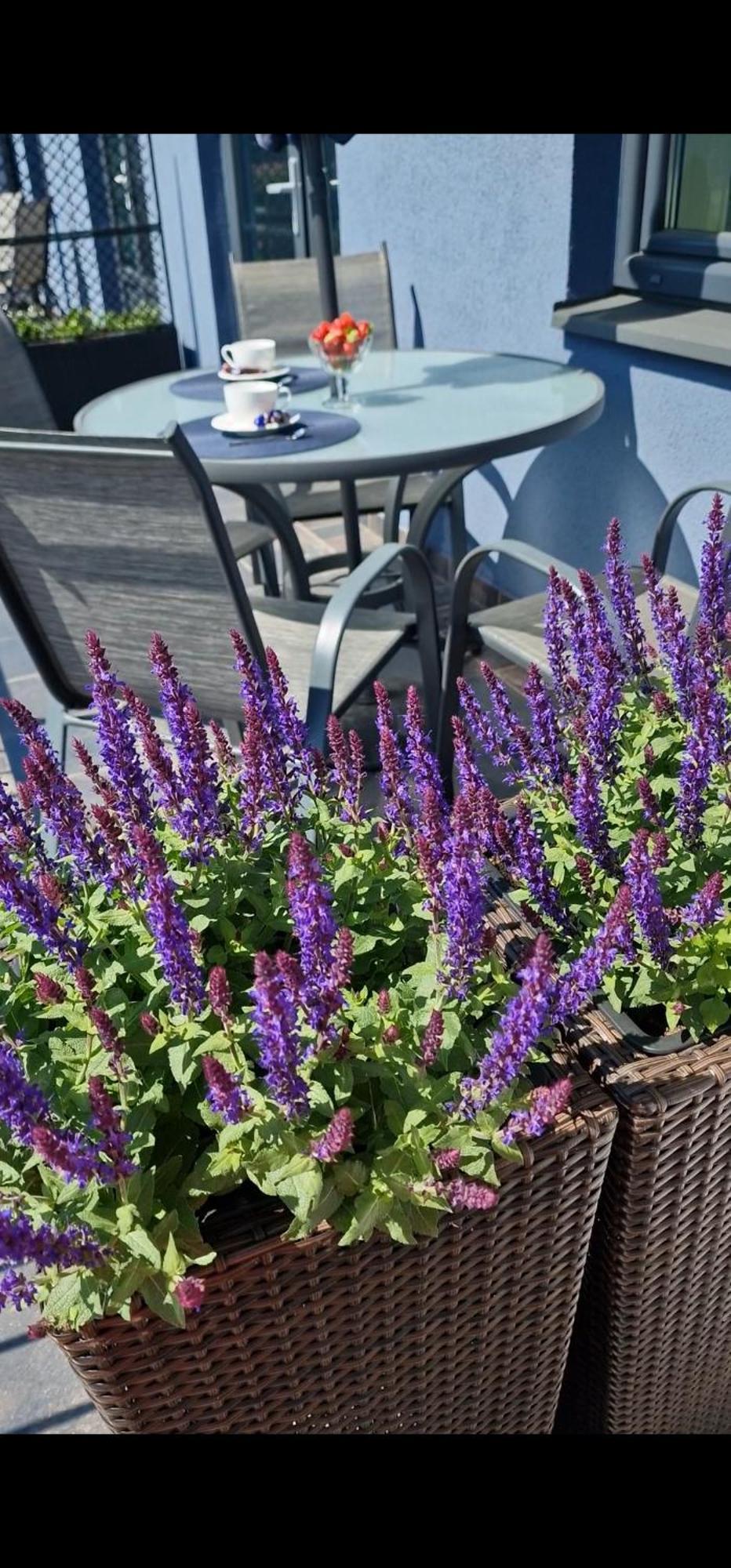 Palanga Inn Pokoj fotografie